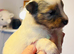 Beautiful Shetland sheepdog puppies