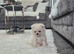 Beautiful pomeranian xs pupies