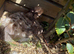 Chickens