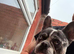 3 year old merle frenchie