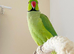 Green indian ringneck parrot