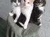 Cute kittens