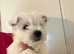 Beautiful westies