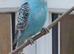 Female show budgie