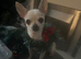 Miniature Chihuahua puppies for sale x1 girl x2 boys