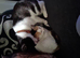 2 female kittens