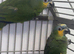 Semi Tame and talking baby orange wing amazon