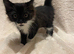 Beautiful Fluffy Kittens *READY NOW*