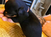 Miniature Jackshund