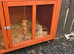 Lionhead & Lop Bunny Pair & Accessories Hutch