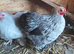 Various pekin bantams