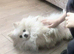 KC reg Pomeranian