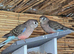 Bourkes 2 pairs