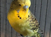 Hand tamed budgie