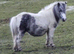 Spsbs reg filly foal