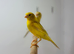 Canaries