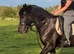 Stunning Black Welsh Cob (Section D) &ndash; Future All-Rounder