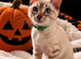 TICA Registered Bengal snow 5 Generation Pedigree