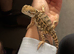 Rankins dragon for sale