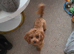 Small toy poodle