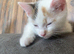 Female kitten