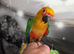 Jenday Conures Hand Reared