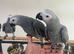 Friendly Baby HandReared Super Tame Cuddly African Grey Parrot,4