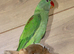 Baby Alexanderine Talking Parrot,7