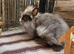 2 x Teddydwerg x Jersey Wooly bunnies Does Bonded