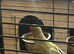 Olive and purple Male for sale