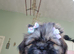 Beautiful Shih Tzu Girls Looking for Their Forever Homes