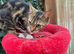 FEMALE KITTEN NEEDS LOVING HOME