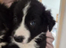 Stunning Long-Haired Border Collie Puppies
