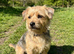 Looking for a new family member