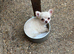 Teacup chihuahua