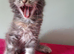 Tica Registered Maine coon kittens
