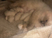 Beautiful Ragdoll kittens