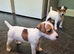 Stunning jackrussell pups