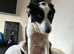Border collie for sale