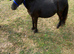 ***Perfect Therapy/Show/Companion Mini Shetland For Sale***