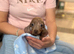 Miniature dachshund
