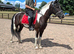 Badger 14.3hh cob x gelding