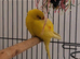 Bonded breeding pair of kakariki