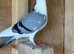 Galati rollers for sale