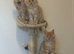 Full Maine coon kittens ready now