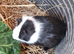 Baby Guinea pigs