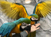 Hand-Rearing Stunning Baby Blue & Gold Macaw