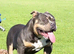 American Bully