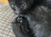 Beautiful kittens need loving homes