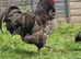 Blue Jersey Giant hatching eggs